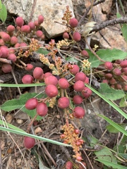 Lannea edulis edulis