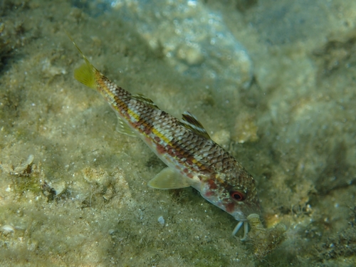 Mullus surmuletus
