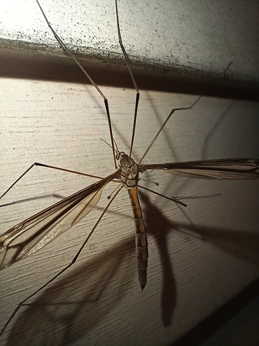 Tipula eluta