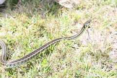 Thamnophis eques