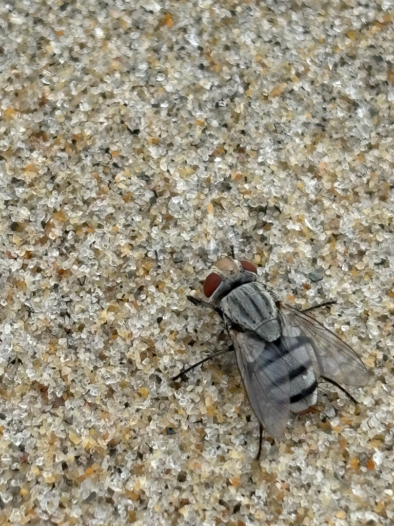 Eumacronychiini