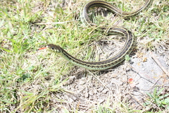 Thamnophis eques