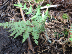 Dryopteris rubiginosa
