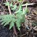 Dryopteris rubiginosa - Photo (c) Jake Gross, some rights reserved (CC BY-SA), uploaded by Jake Gross