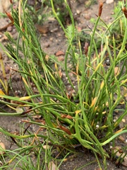 Hypodiscus willdenowia