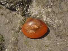 Megapitaria aurantiaca