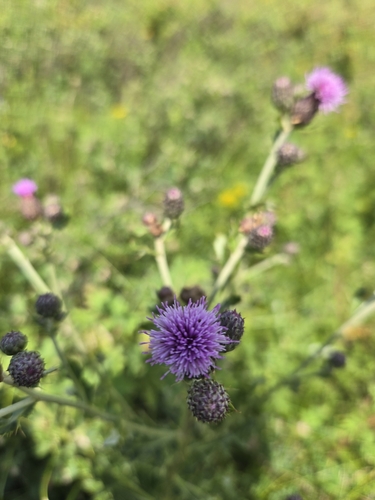 creeping thistle