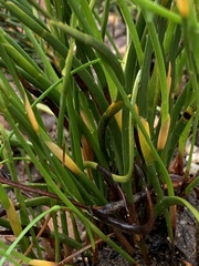 Hypodiscus willdenowia