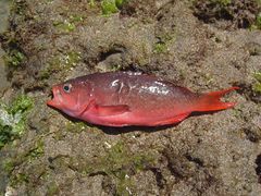 Cephalopholis colonus