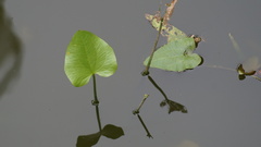 Echinodorus reptilis