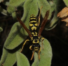 Polistes mongolicus