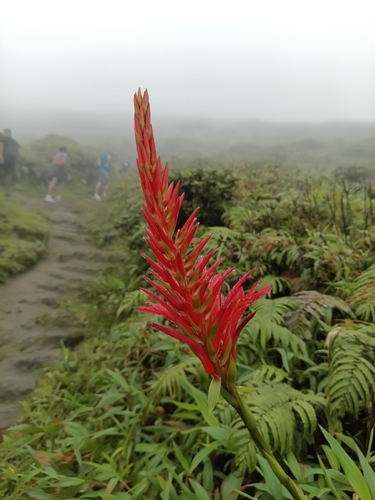 Pitcairnia spicata (Pitcairnia spicata)