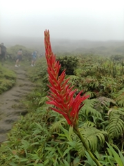 Pitcairnia spicata (Pitcairnia spicata)