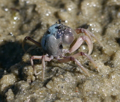 Mictyris longicarpus