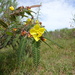 Chamaecrista huillensis - Photo (c) fmop_lages, algunos derechos reservados (CC BY-NC), subido por fmop_lages