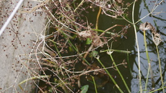 Echinodorus reptilis