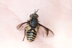 Chrysops delicatulus