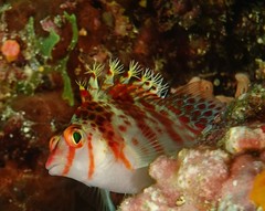 Cirrhitichthys falco