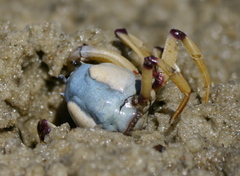 Mictyris longicarpus