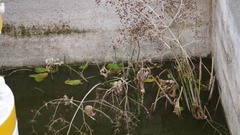 Echinodorus reptilis