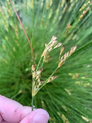 Juncus capensis