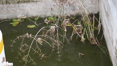 Echinodorus reptilis