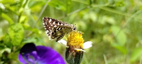 Asian Grizzled Skipper