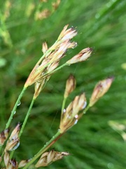 Juncus capensis