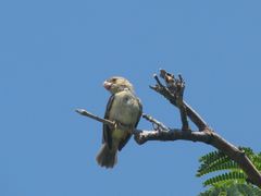 Sporophila peruviana