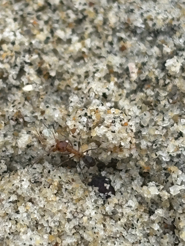 Bicolored Pyramid Ant photo 5