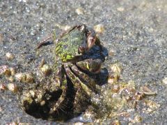 Pachygrapsus socius