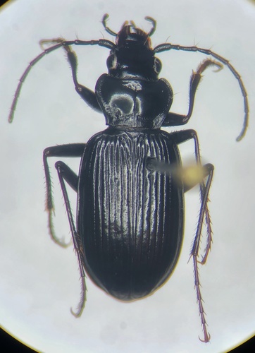 Hudson Bay Gazelle Beetle