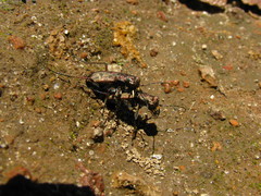 Cicindelina