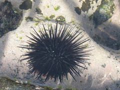 Echinometra vanbrunti