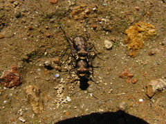 Cicindelina