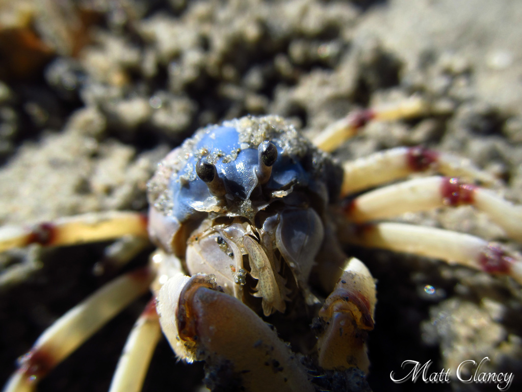 Soldier Crabs