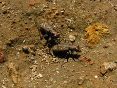 Cicindelina