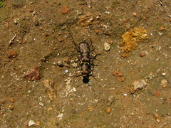 Cicindelina