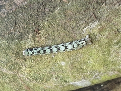 Odontopera bidentata