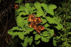 Cistus creticus creticus