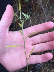 Campanula aparinoides
