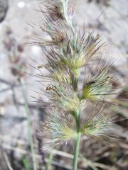 Cenchrus pilosus