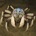 Light-blue Soldier Crab - Photo (c) User:LiquidGhoul, some rights reserved (CC BY-SA)