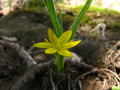 Hypoxis mexicana