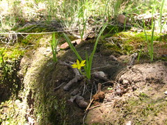 Hypoxis mexicana