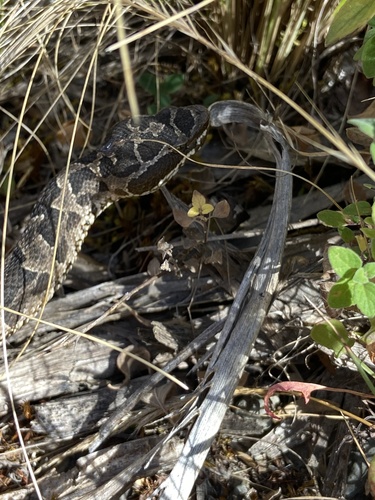 Photo of a Jonathan's Lancehead (Bothrops jonathani)
