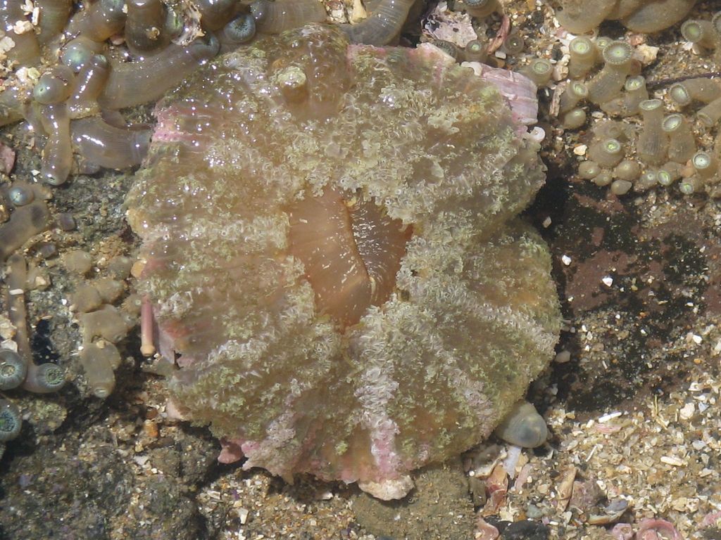 Actinostella