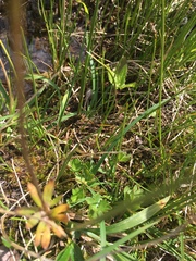 Eriophorum scheuchzeri