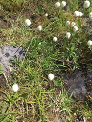 Eriophorum scheuchzeri