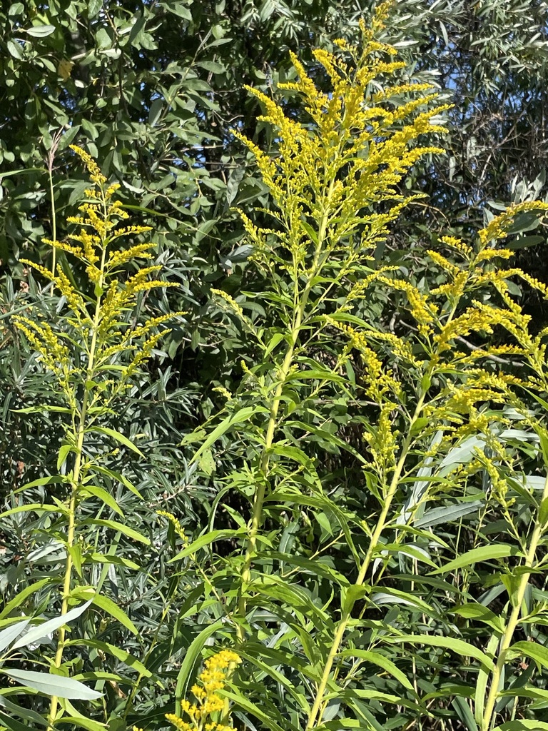 Solidago canadensis, Лямбирский р-н, Респ. Мордовия, Россия